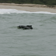 An Atlantic humpback dolphin mother-and-calf pair swim along the African coast